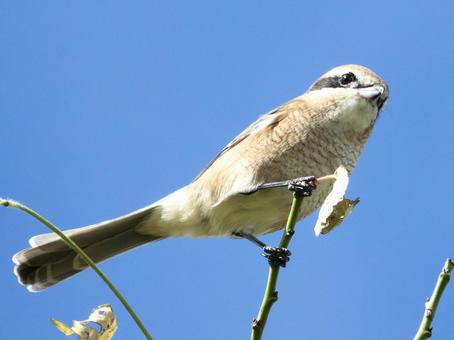 枝の先端につかまるモズ 枝の先端につかまるモズの写真