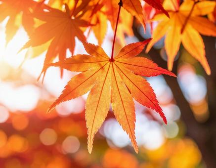 紅葉 もみじ 紅葉 もみじの写真