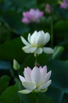 神聖な花 神聖な花 ハス,花,ハス科の植物の写真素材