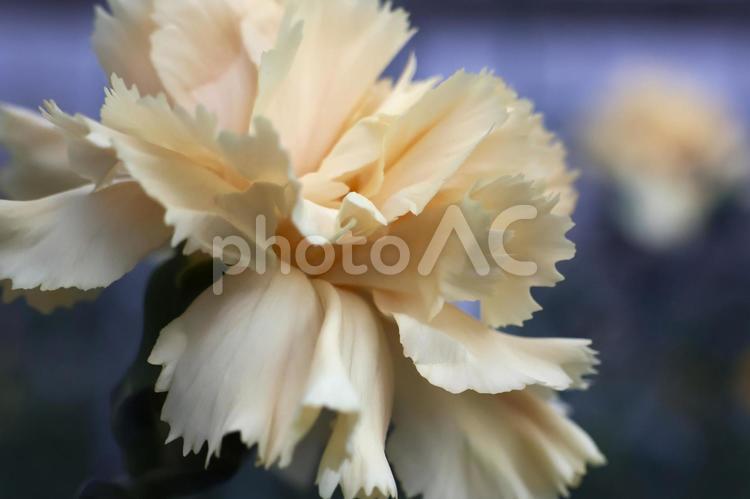 １月下旬の温室のカーネーションの花 カーネーション,花,植物の写真素材