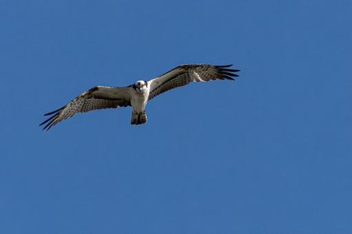 ミサゴ(28) ミサゴ(28) 鳥,ミサゴ,ウオタカの写真素材
