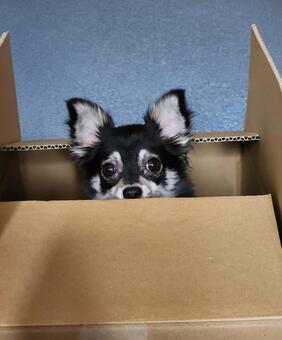 箱の中のチワワ チワワ,ブラックタン,ペットの写真素材
