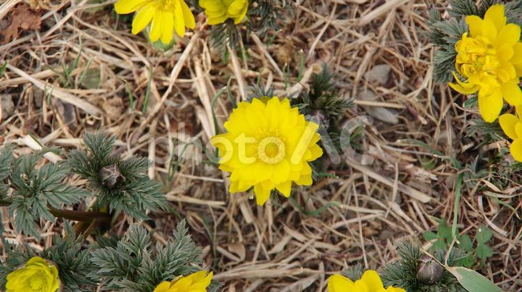 福寿草の花とつぼみと葉 福寿草,花,黄色の写真素材