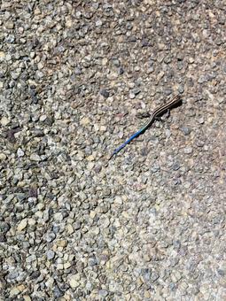 ブルーメタリックなニホントカゲの尻尾の写真