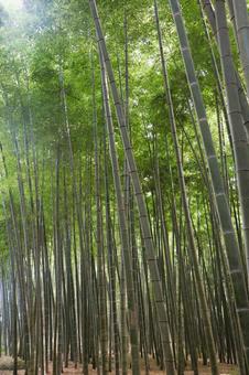 竹林 竹林の写真