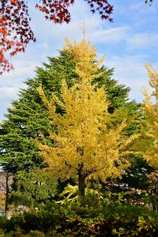 五福公園の紅葉 紅葉,秋,風景の写真素材