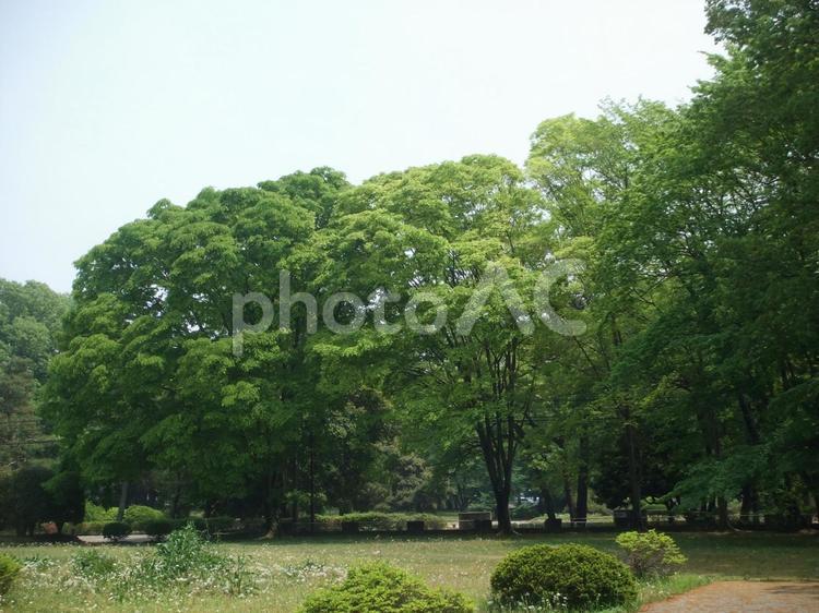 新緑のまぶしい森 新緑,森,林の写真素材