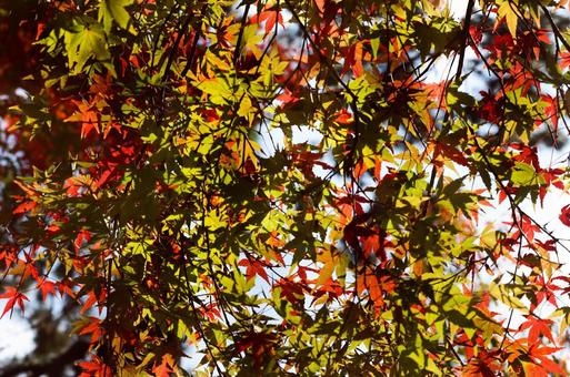 鮮やかな紅葉 鮮やかな紅葉の写真