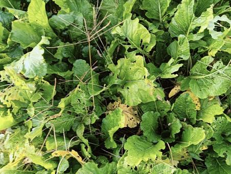 葉っぱ77777777 グリーン,生,植物の写真素材