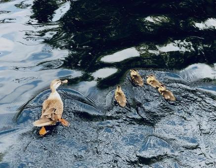 カルガモの親子 カルガモの親子の写真