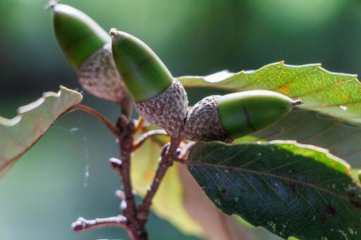 実ったどんぐりの実 実ったどんぐりの実 ドングリ,自然,植物の写真素材