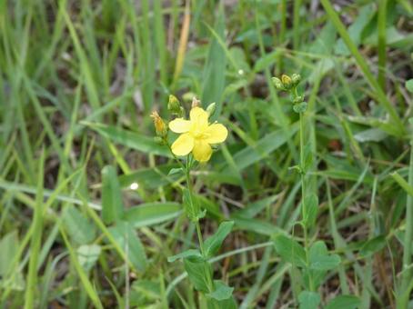 道端の小さな花 道端の小さな花の写真