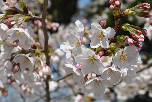 桜 桜の写真