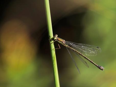 オオアオイトトンボ オオアオイトトンボ,イトトンボ,とんぼの写真素材