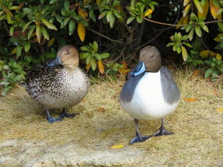 陸に上がったオナガガモのカップル オナガガモ,野鳥,動物の写真素材