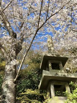 桜と石灯籠＠宇治 桜,ソメイヨシノ,宇治川の写真素材