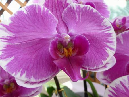 公園の温室で育つピンク色の洋ラン 公園の温室で育つピンク色の洋ラン 洋ラン,花,植物の写真素材