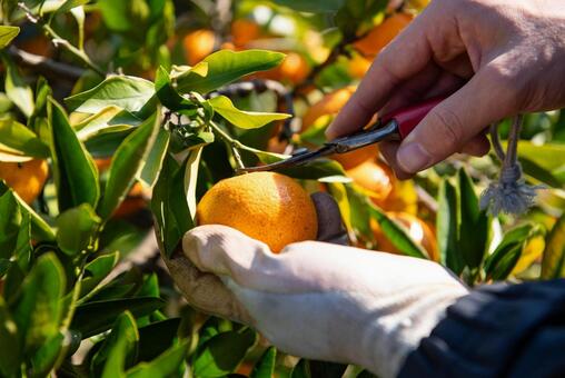 みかん狩り みかん,果物,みかん狩りの写真素材