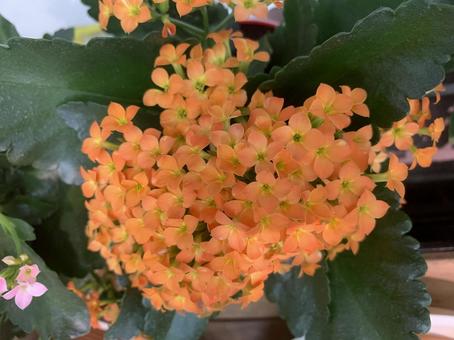 カランコエ 花 カランコエ 花 花,ガーデニング,カランコエの写真素材