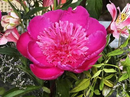 シャクヤク シャクヤク,花,ピンクの写真素材