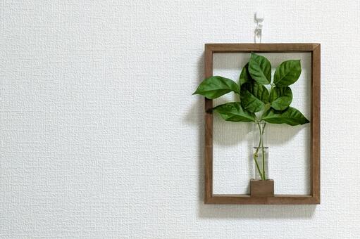 白い壁を背景にしたジャスミンの葉_01 ジャスミン,茉莉花,マツリカの写真素材