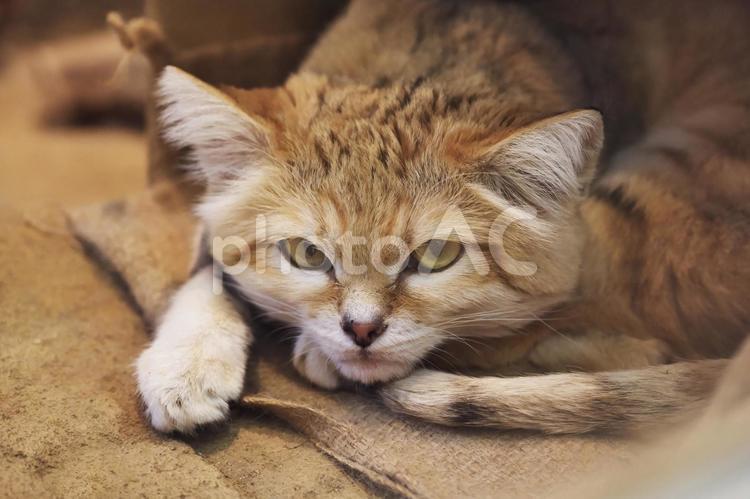 スナネコ（砂漠の天使） スナネコ,砂猫,砂漠の天使の写真素材
