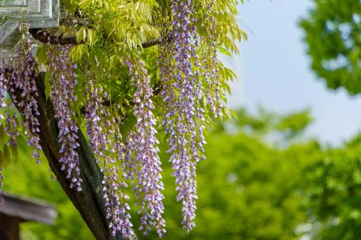 Wisteria swaying in the blue sky, JPG Wisteria swaying in the blue sky, JPG