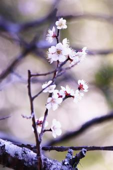 春の訪れを告げる白い梅の花の写真
