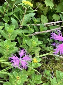 カワラナデシコとキリンソウ キリンソウ,麒麟草,カワラナデシコの写真素材