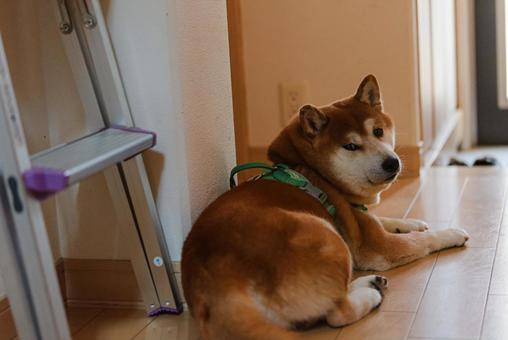 ふと視線に気付いて振り返る柴犬 ふと視線に気付いて振り返る柴犬 柴犬,しばいぬ,日本犬の写真素材