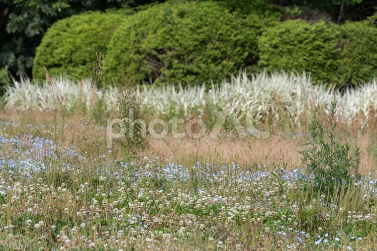 自然のままに広がる野の花の風景 野草,花,花びらの写真素材