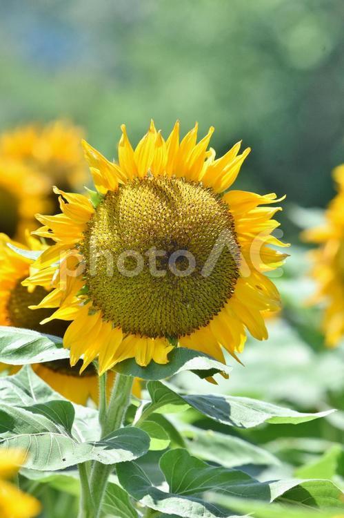 満開のひまわり畑 ひまわり,花,花びらの写真素材