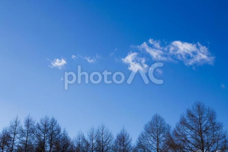 並んだ木と空と雲 空,冬空,冬の写真素材