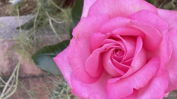 ピンクの薔薇① 薔薇,バラ,ばらの写真素材