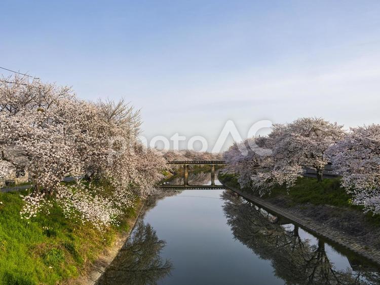 春爛漫の川 春爛漫,満開,ソメイヨシノの写真素材