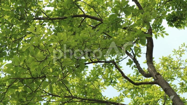 晴れの日の大きな木 ブランチ,何人もありません,公園の写真素材