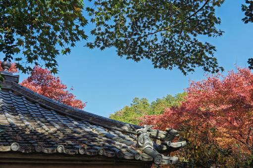 青空に映えるもみじ 紅葉,もみじ,モミジの写真素材