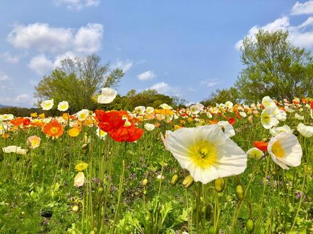 ポピーの花咲く春の丘 ポピー,花,満開の写真素材