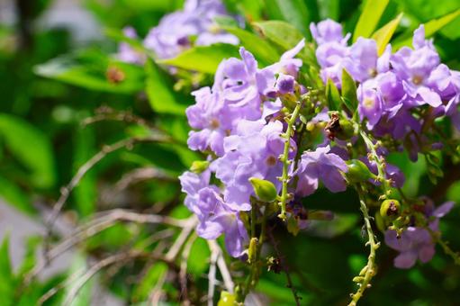 8月中旬の庭の陽の当たるデュランタの花 8月中旬の庭の陽の当たるデュランタの花の写真