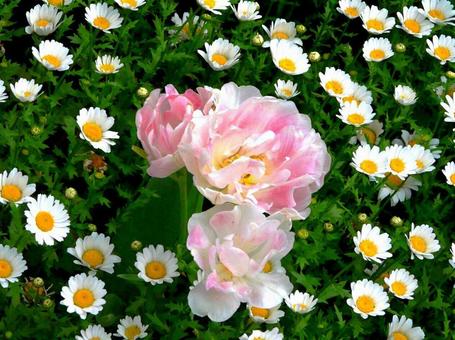 花壇 花壇の写真