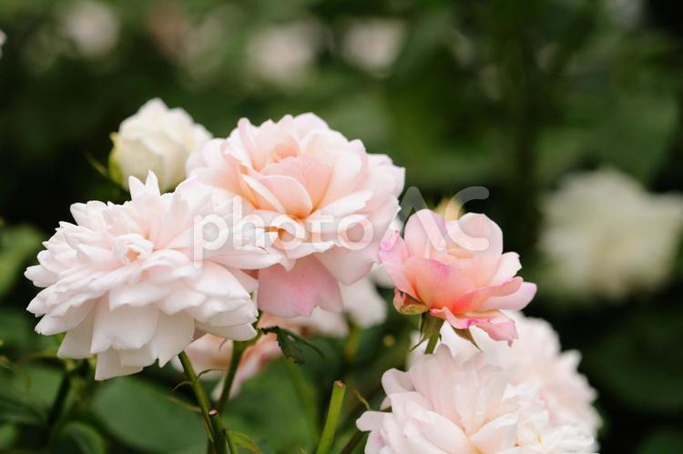 ２０２２薔薇の21 薔薇,ばら,バラの写真素材