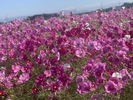 Flowers, JPG Flowers, JPG