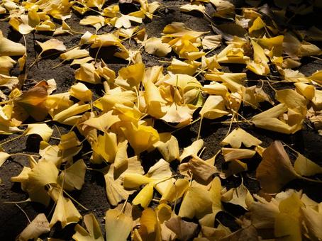 イチョウ落葉 秋,木,もみじの写真素材