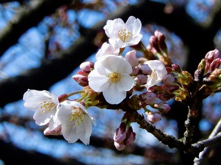 Photo, cherry tree, sakura, yoshino cherry tree, 