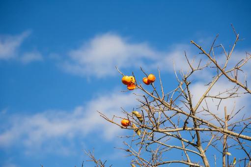 カキの実⑹ 実,カキ,カキノキの写真素材