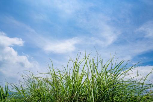 夏の青空と生い茂る草 夏の青空と生い茂る草の写真