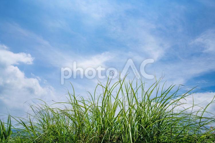 夏の青空と生い茂る草 雲,空,青空の写真素材