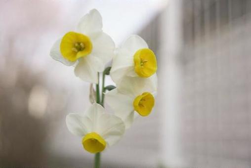 冬に咲く可憐な花 冬に咲く可憐な花の写真