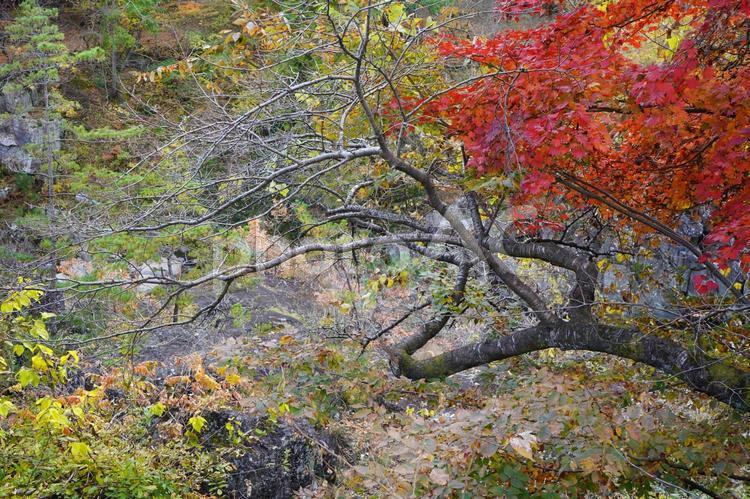 木の枝と紅葉の景色（厳美渓　岩手県一関市） 紅葉,枝,木の写真素材