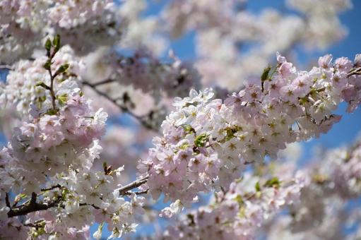 桜の枝 桜の枝の写真